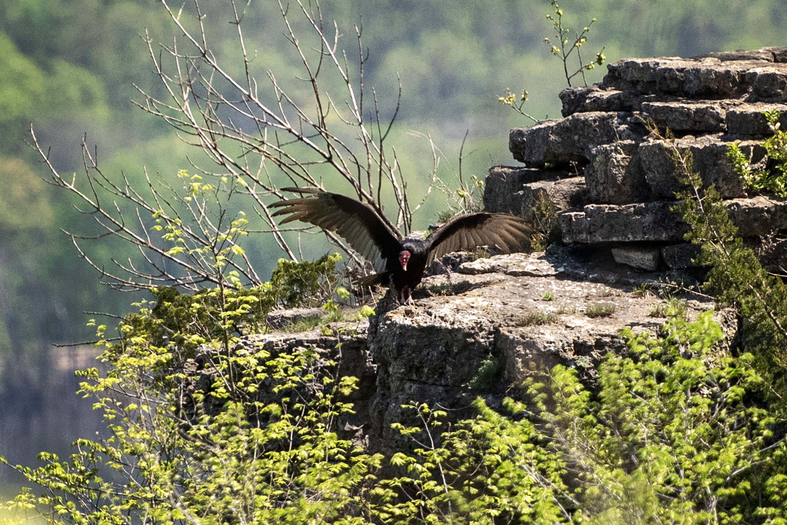 A turkey vulture spreads its wings Wednesday, May 10, 2023, at Wyalusing State Park in Bagley, Wis. (Angela Major/WPR)