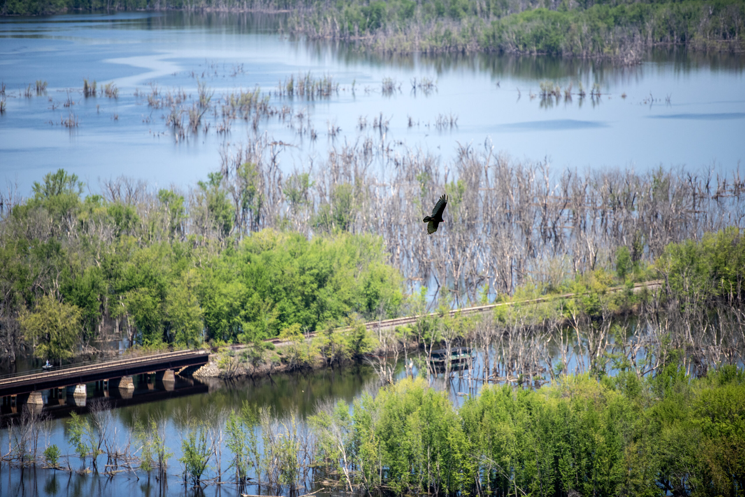 A turkey vulture soars over water Wednesday, May 10, 2023, at Wyalusing State Park in Bagley, Wis. (Angela Major/WPR)