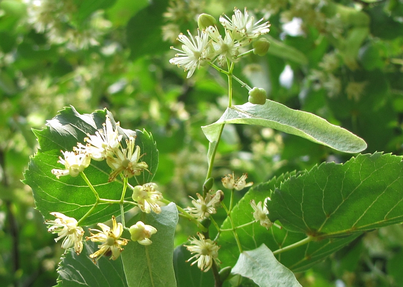 Linden tree blossoms.