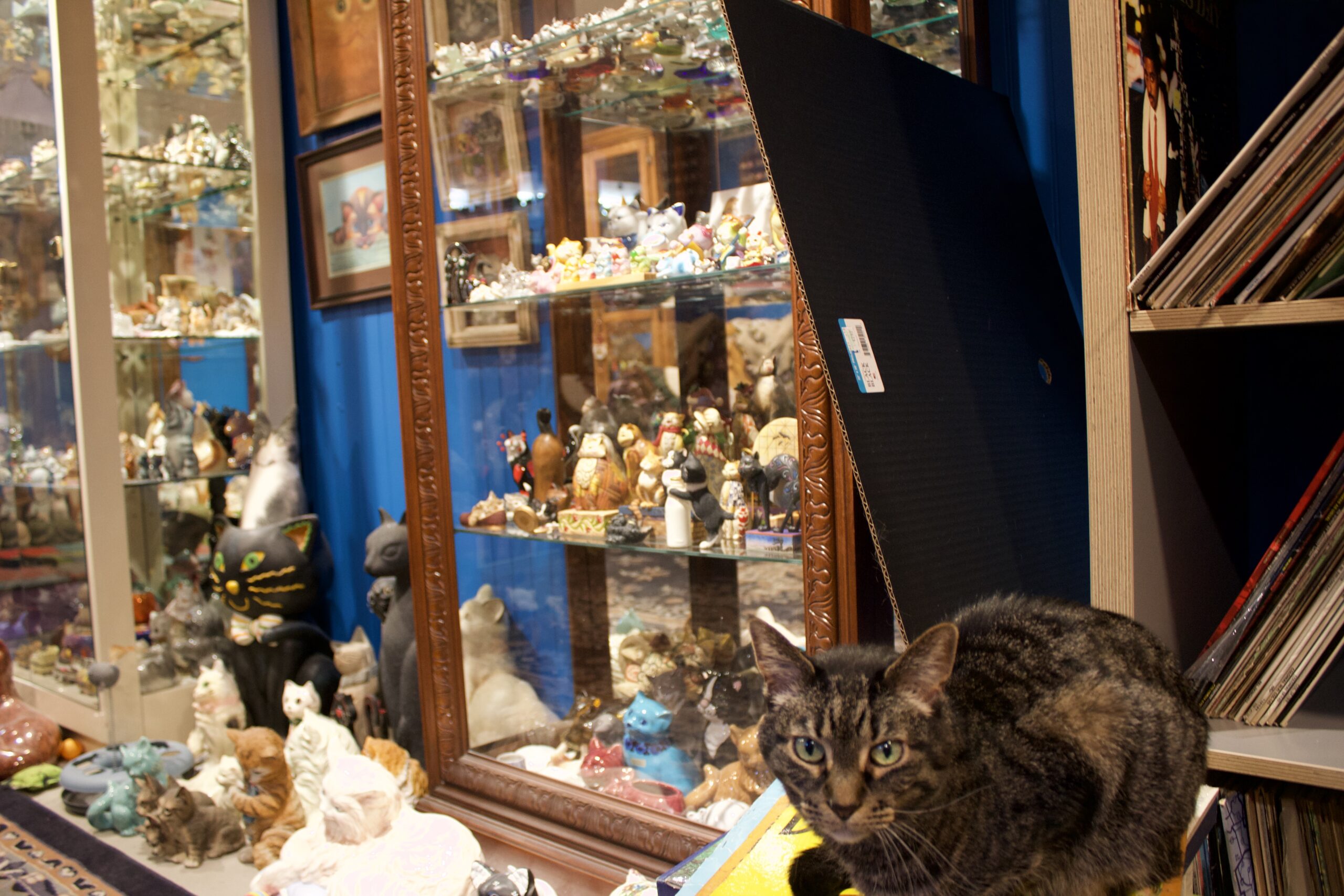 Redner's Rescued Cat Figurine Mewseum is home to nine friendly rescued cats. The cats have not damaged any of the items, according to Hilary Redner. (Trina La Susa/WPR)