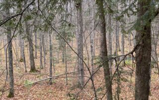 The view from Ron Weber's deer stand in Bayfield County. (Photo by Ron Weber)