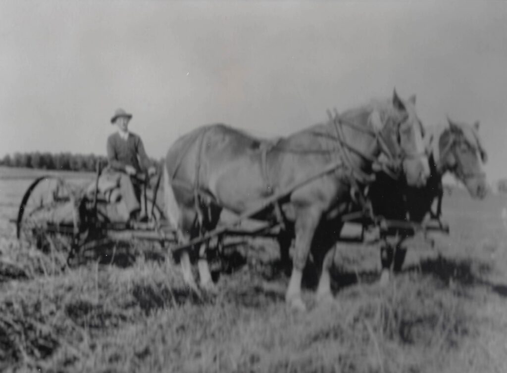 Eileen Bordeleau's grandfather, Louis Natzke, with his horses, King and Queen, in the mid-1940s. (Courtesy of Eileen Bordeleau)