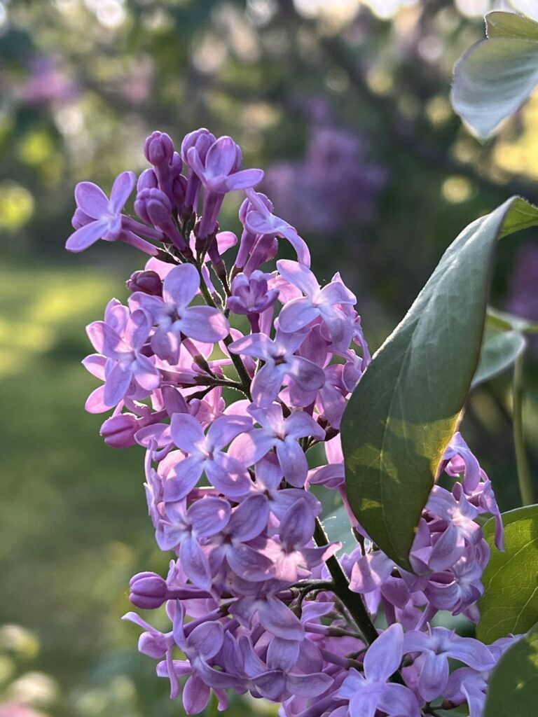 A lilac blooms in Chris Hardie's Jackson County farm. <i>Photo by Chris Hardie</i>
