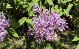 Lilacs: The sweet smell of Wisconsin spring