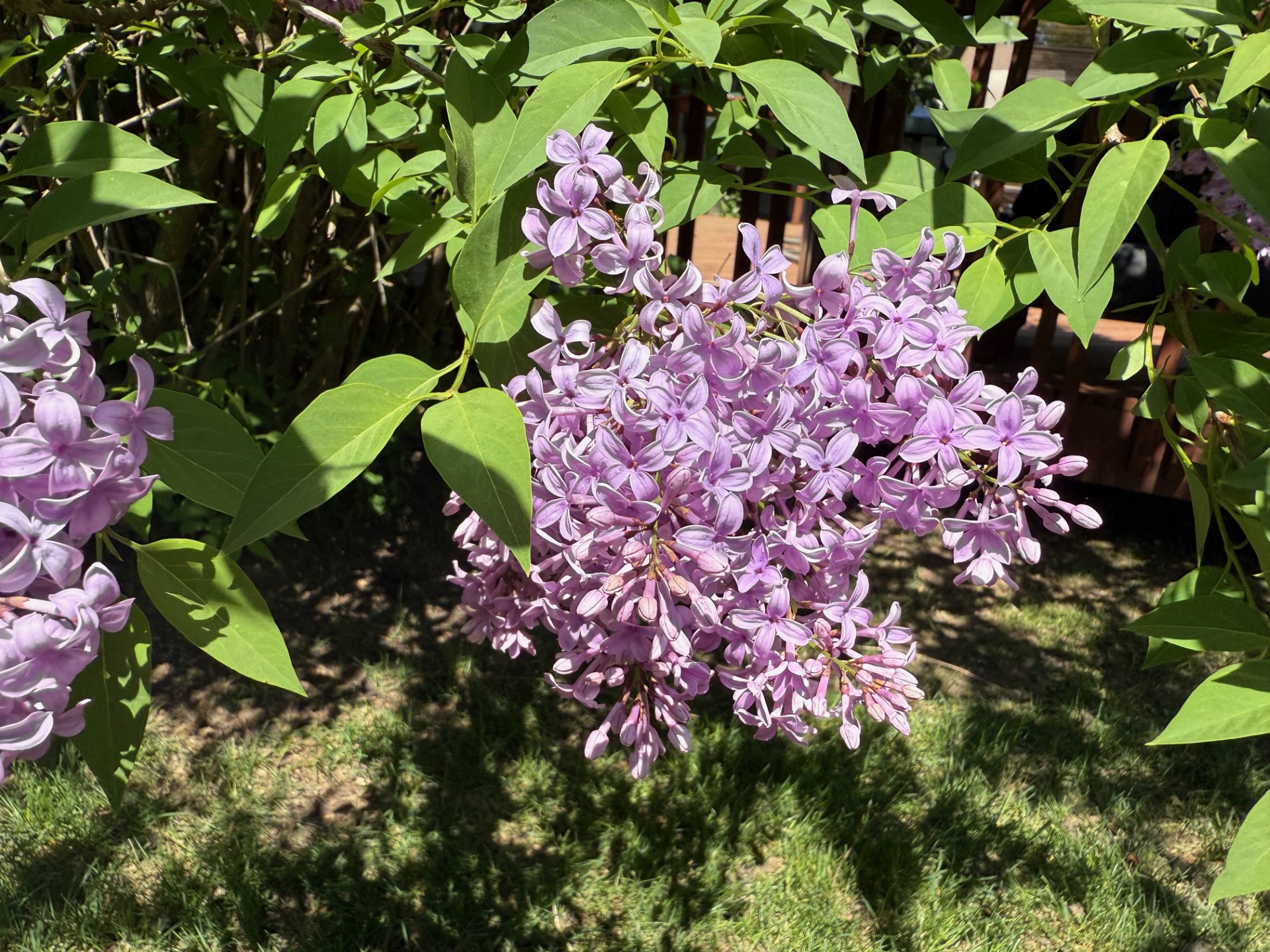 Lilacs bloom in a Madison, Wis. backyard on May 12, 2025. Maureen McCollum/WPR