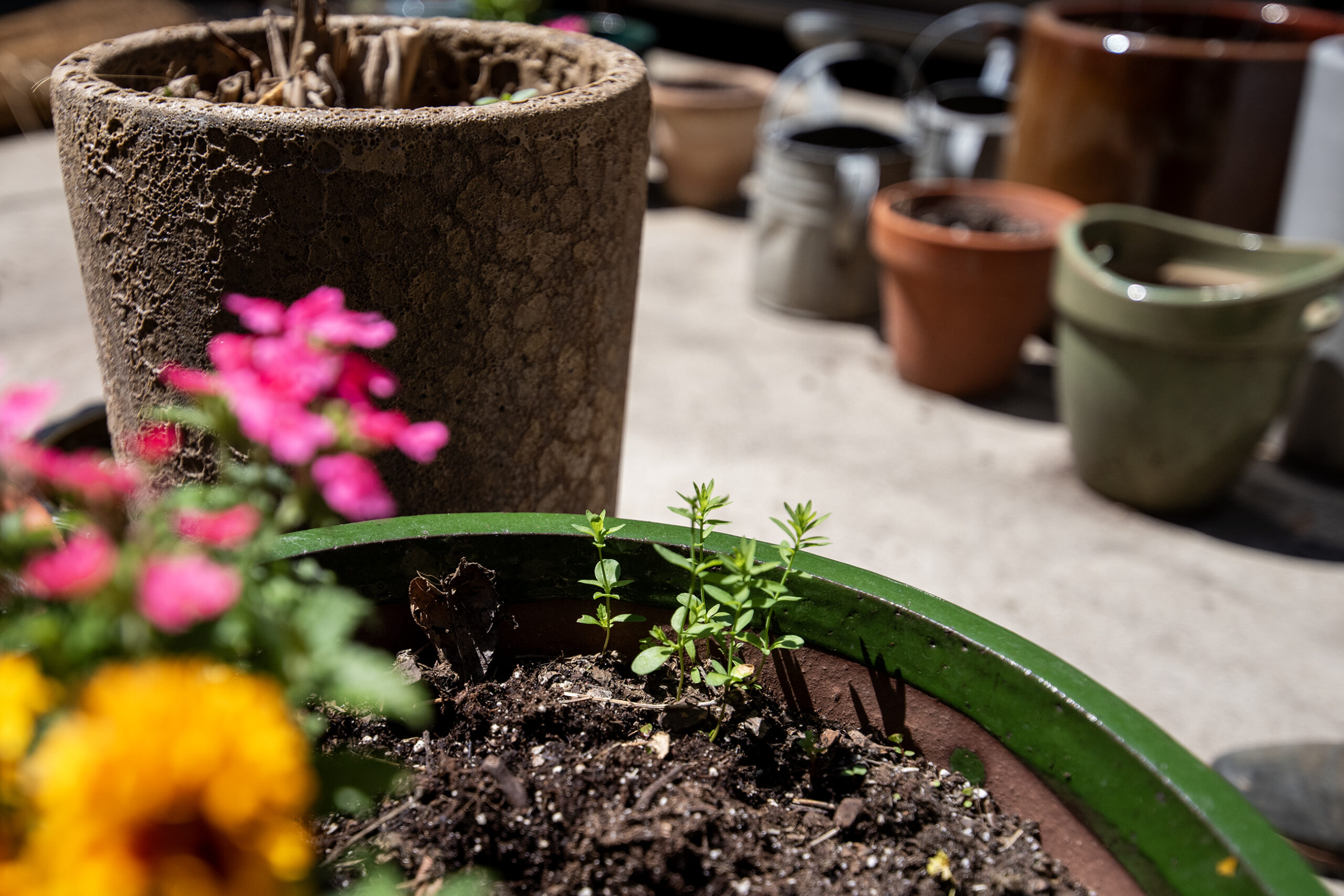"Everywhere I go, I drop flax seeds, like Johnny Appleseed," Leslie Schroeder laughed on Thursday, May 8, 2025, in Madison, Wis. This small flax plant growing in a pot likely came from her dropping a seed last year. <i>Angela Major/WPR</i>