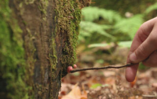 Walk in the woods with an old growth guide